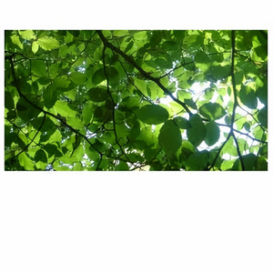 我吸老师的丰满大乳奶水视频
